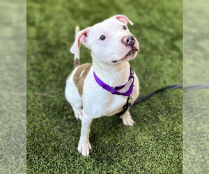 American Bulldog-Unknown Mix Dogs for adoption in columbia, SC, USA