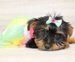 Small #1 Yorkshire Terrier