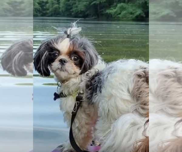 Medium Photo #1 Shih Tzu Puppy For Sale in PRINCETON, IN, USA