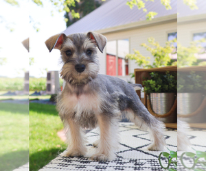 Schnauzer (Miniature) Puppy for sale in SYRACUSE, IN, USA