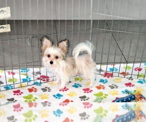 Medium Photo #2 Papitese Puppy For Sale in ORO VALLEY, AZ, USA