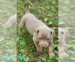 Catahoula Leopard Dog Puppy for sale in MORAN, MI, USA