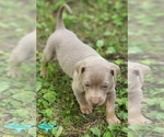 Image preview for Ad Listing. Nickname: Milo