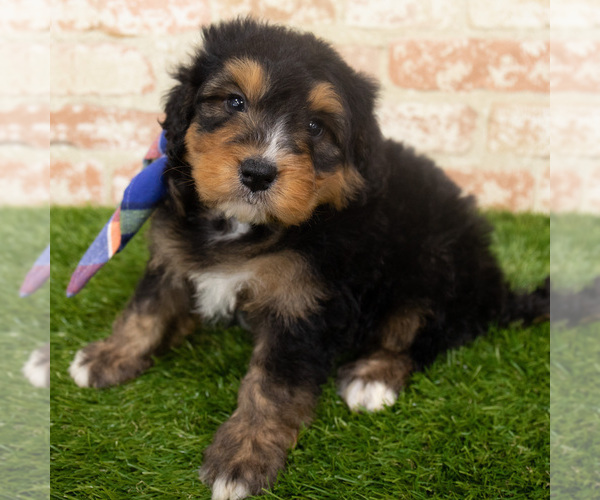 Medium Photo #1 Miniature Bernedoodle Puppy For Sale in ARGYLE, IA, USA