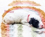 Puppy Parker Sheepadoodle