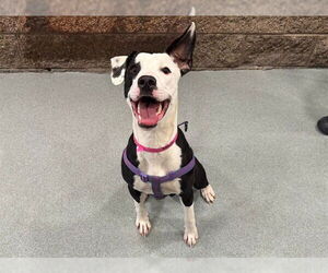 American Pit Bull Terrier-Unknown Mix Dogs for adoption in Moreno Valley, CA, USA