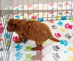 Small #1 Cavapoo mix (+ Poodle Miniature)