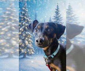 Miniature Pinscher Dogs for adoption in Oakley, CA, USA