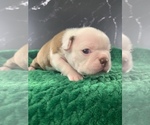 Puppy Pippin AKC Boston Terrier