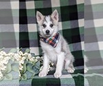 Small Photo #3 Pomsky Puppy For Sale in CHRISTIANA, PA, USA
