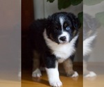 Small Photo #28 Australian Shepherd Puppy For Sale in GREER, SC, USA