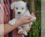 Small #2 Mutt