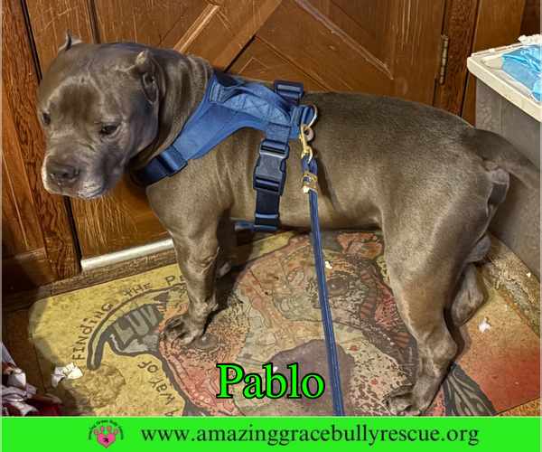 Medium Photo #4 American Staffordshire Terrier-Unknown Mix Puppy For Sale in Milton, FL, USA