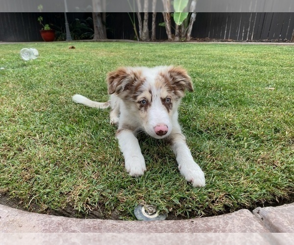 Medium Photo #5 Border Collie Puppy For Sale in CHULA VISTA, CA, USA