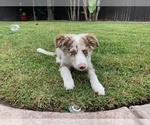Small Photo #5 Border Collie Puppy For Sale in CHULA VISTA, CA, USA