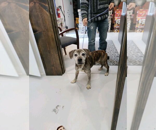 Medium Photo #2 Beagle-Unknown Mix Puppy For Sale in Mt. Gilead, OH, USA