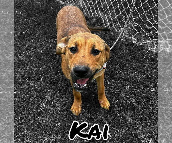 Medium Photo #2 Mutt Puppy For Sale in Canton, CT, USA