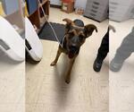 Small German Shepherd Dog