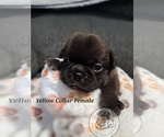 Puppy Yellow Collar Pug