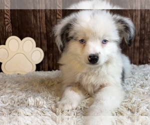 Miniature Australian Shepherd Puppy for sale in FRANKLIN, IN, USA