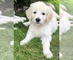 Small Photo #16 Goldendoodle Puppy For Sale in SOUTHBURY, CT, USA