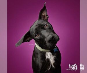 Hocus - Female Labrador Retriever-Unknown Mix Dog for Adoption - Photo #3