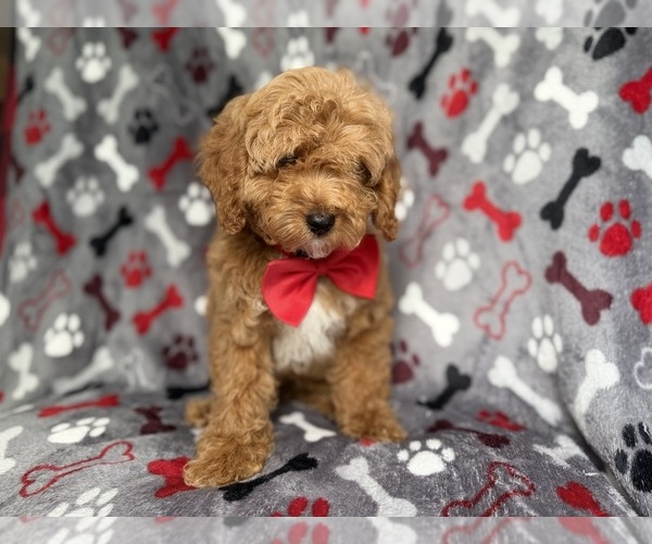 Medium Photo #8 Cockapoo (Miniature) Puppy For Sale in LAKELAND, FL, USA