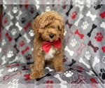 Small #7 Cockapoo (Miniature)