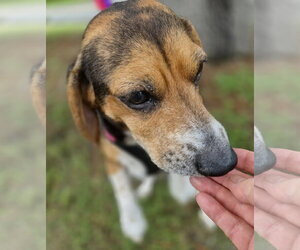 Lucy-loo - Female Beagle Dog for Adoption - Photo #10