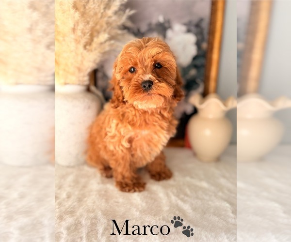 Medium Photo #22 Cockapoo Puppy For Sale in MURFREESBORO, TN, USA