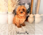 Small #21 Cockapoo