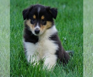 Collie Puppy for sale in FREDERICKSBG, OH, USA