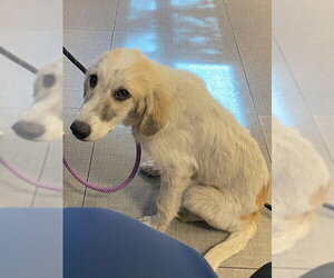Great Pyrenees Dogs for adoption in Rancho Cucamonga, CA, USA