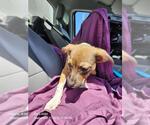 BAMBI - Female American Staffordshire Terrier-Unknown Mix Dog for Adoption - Small photo