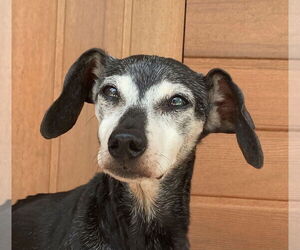 Dachshund Dogs for adoption in Tampa, FL, USA