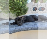 Puppy Zara Cane Corso
