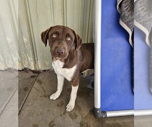 Labrador Retriever-Unknown Mix Dogs for adoption in El Centro, CA, USA