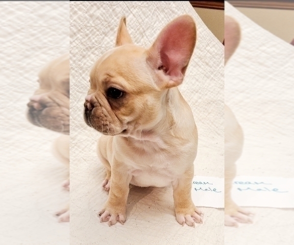 Medium Photo #4 French Bulldog Puppy For Sale in LEES SUMMIT, MO, USA