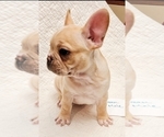 Small Photo #4 French Bulldog Puppy For Sale in LEES SUMMIT, MO, USA