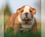 Small #5 English Bulldog