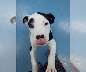 Boots - Male Labrador Retriever Dog for Adoption - Photo #3