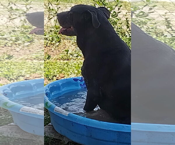 Medium Photo #3 Labrador Retriever-Unknown Mix Puppy For Sale in Amarillo, TX, USA