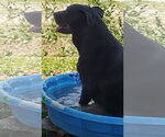 Small #2 Labrador Retriever Mix