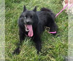 Small #2 Huskies -Pomeranian Mix
