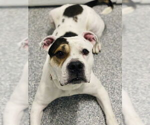 Mutt Dogs for adoption in Westminster, MD, USA