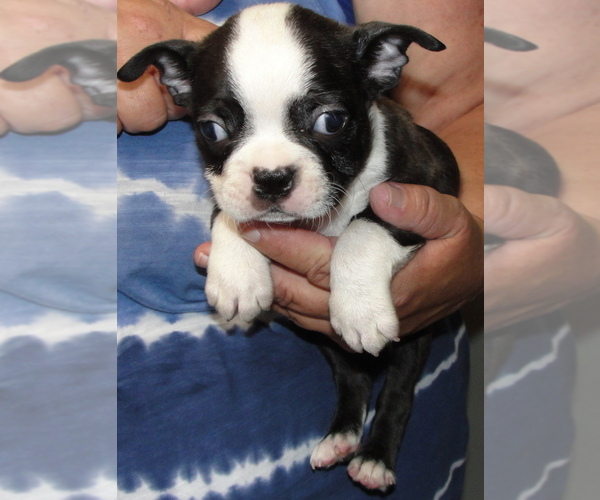 Medium Photo #5 Boston Terrier Puppy For Sale in BEND, OR, USA