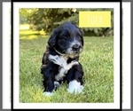 Small Photo #3 Portuguese Water Dog Puppy For Sale in RIGBY, ID, USA