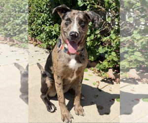 Sully -courtesy - Male Catahoula Leopard Dog Dog for Adoption - Photo #5