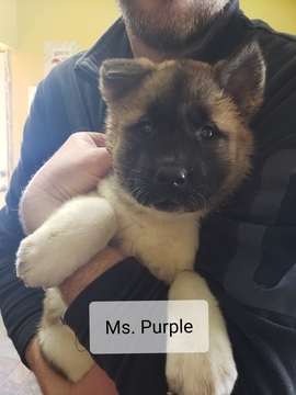 Medium Photo #4 Akita Puppy For Sale in HUTCHINSON, MN, USA