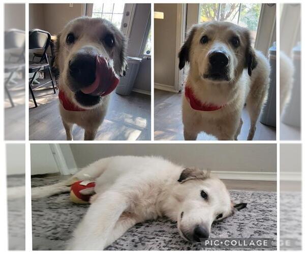 Medium Photo #3 Great Pyrenees-Unknown Mix Puppy For Sale in San Antonio, TX, USA